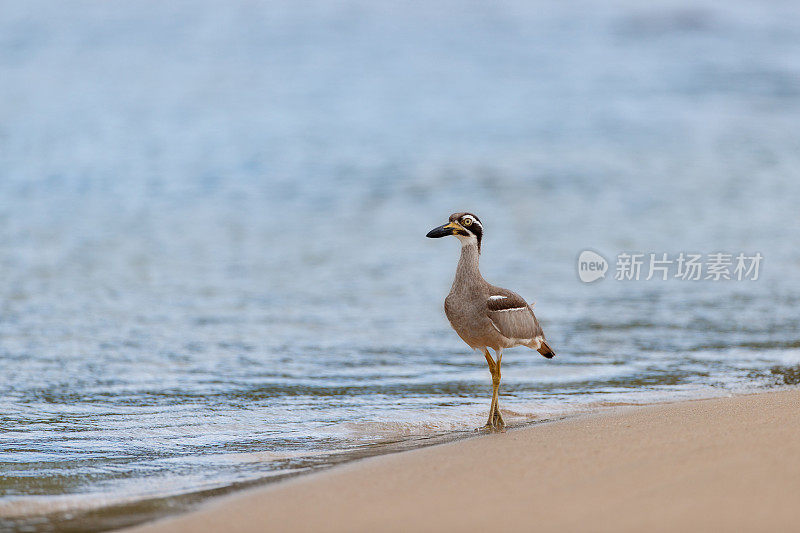 海鸟:成年海滩粗膝鹬(Esacus magnirostris)，又名海滩石鸻。